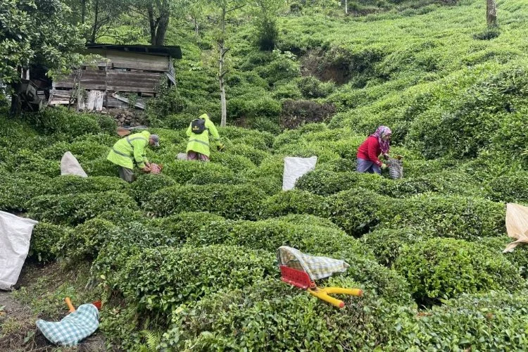 Rizeli üreticilerden çay taban fiyatı isyanı