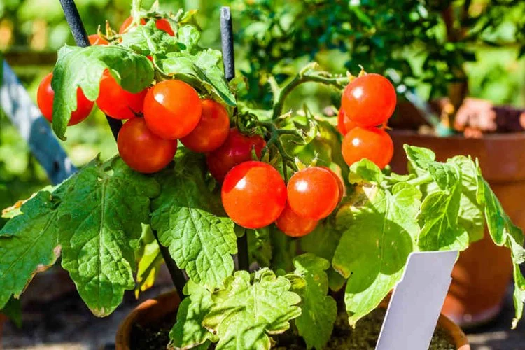 Saksıda domates yetiştirmenin püf noktaları: Lezzetli domatesler için rehberiniz