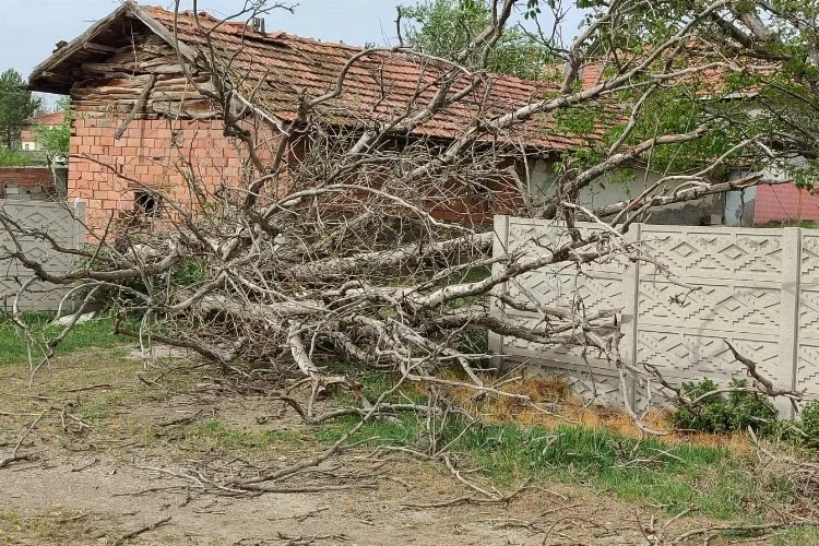 Şiddetli fırtına asırlık ceviz ağacını devirdi!