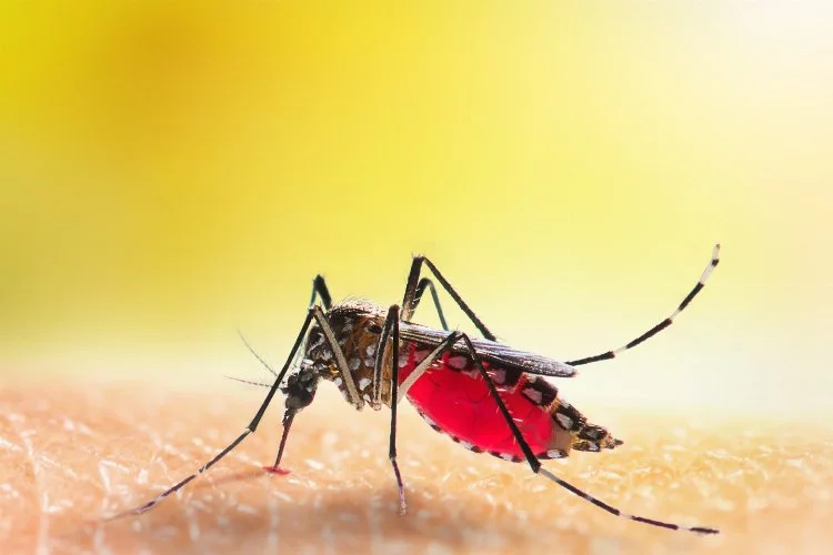 Sivrisineklerin taşıdığı riskler ve önlemler