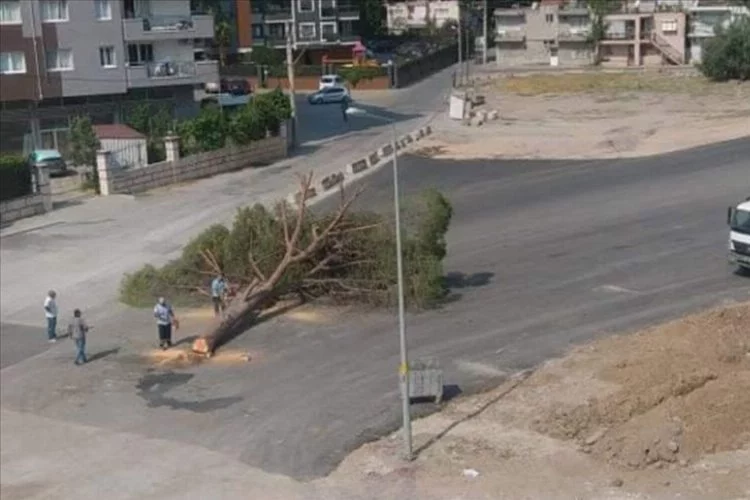 İzmir'de yarım asırlık ağacı yol için kestiler