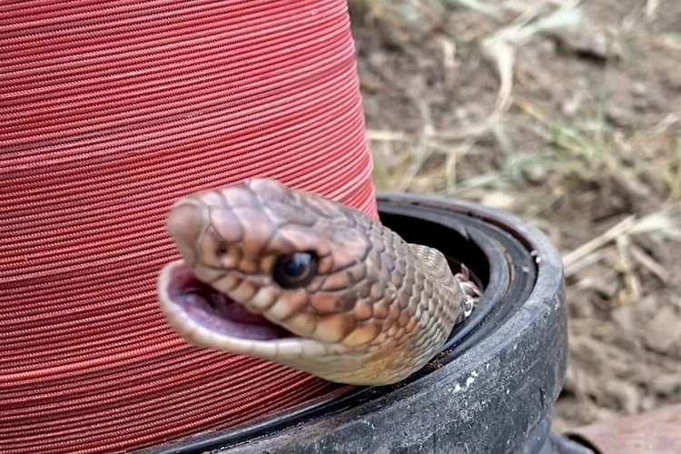 Tokatlı çiftçi su borusunda yılan buldu!
