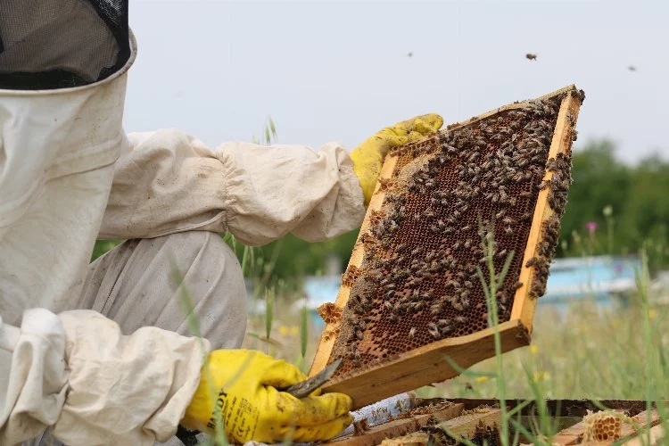Toz taşınımı arıları etkiledi! Verimi düşürebilir