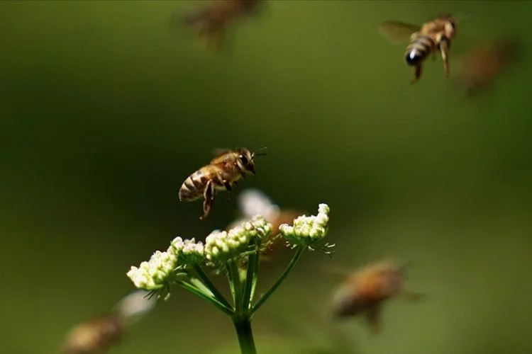 Toz taşınımı bal arılarını etkiliyor