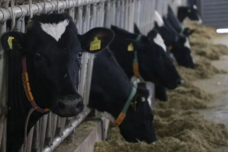 TÜİK açıkladı! Toplanan inek sütü miktarında artış