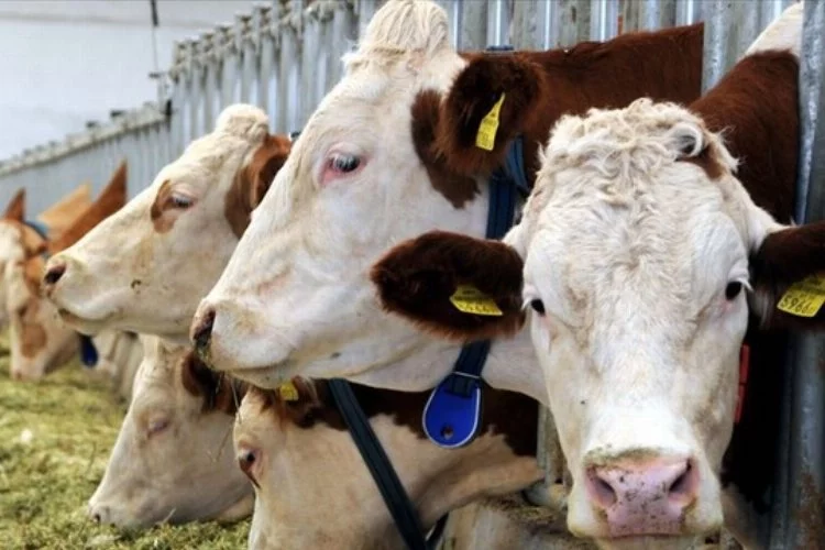 TÜİK verileri açıkladı: Et arttı, süt azaldı!