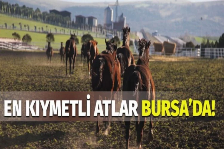 Türkiye'nin kıymetli  atları Bursa'da yetiştiriliyor!