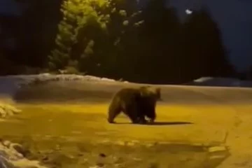 Uludağ'da aç kalan ayılar yemek aradı